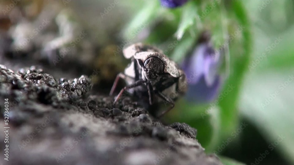 Beetle macro bug Beetle macro bug