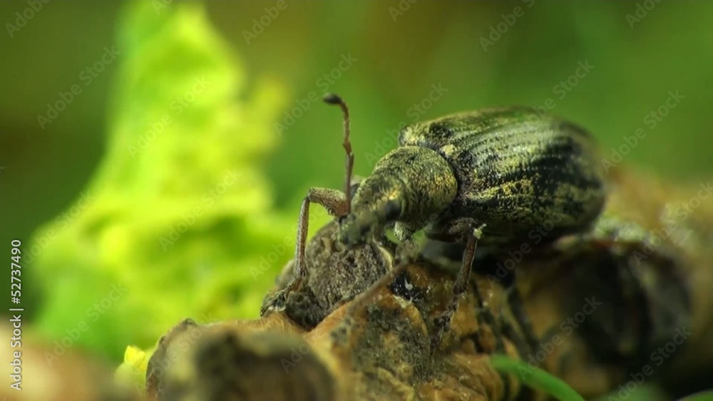 Weevil beetle macro Weevil beetle macro