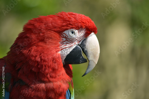 Profile portrait Scarlet macaw (Ara chloroptera or chloropterus) © Christian Musat