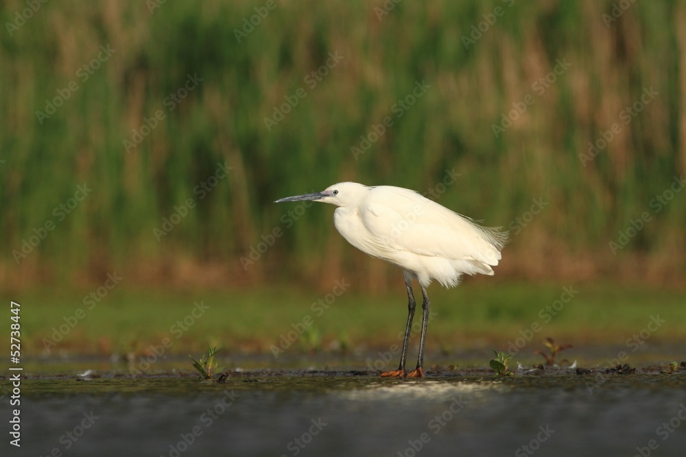 Little Egret Egretta garzetta Little Egret Egretta garzetta