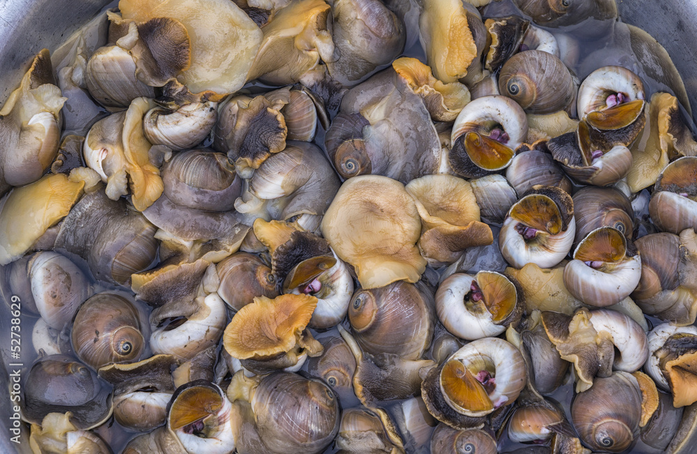 Vietnam - Seasnails or marine gastropod mollusks.