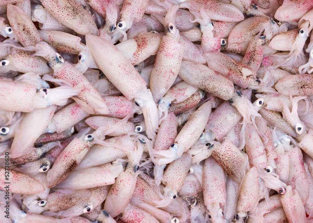 Vietnam Dong Hoi Market - fresh squid. Vietnam Dong Hoi Market - fresh squid.