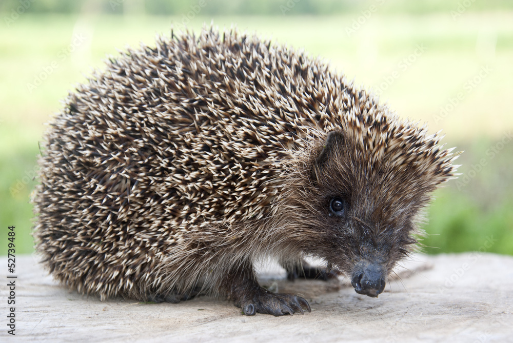 Obraz premium Hedgehog