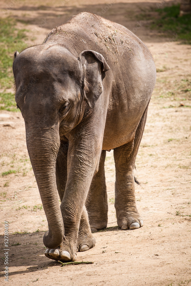 Naklejka premium elephant