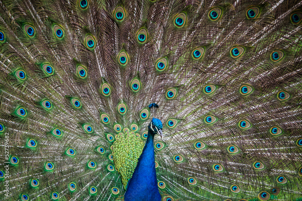 Fototapeta premium peacock