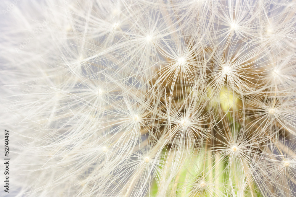 dandelion dandelion