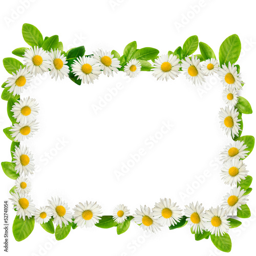 Frame: daisies and green leaves