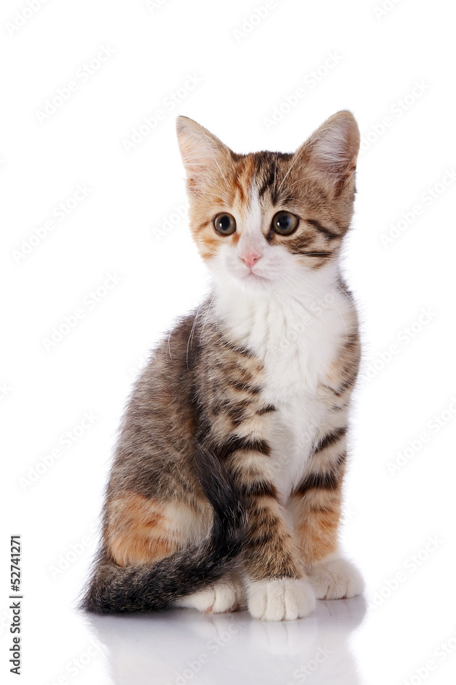 Multi-colored kitten on a white background.