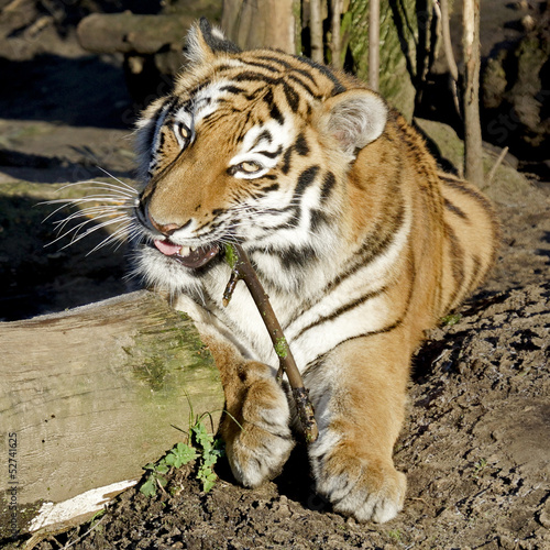 Bengal tiger in the zoo photo