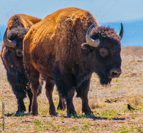 Bison in Field in the Daytime
