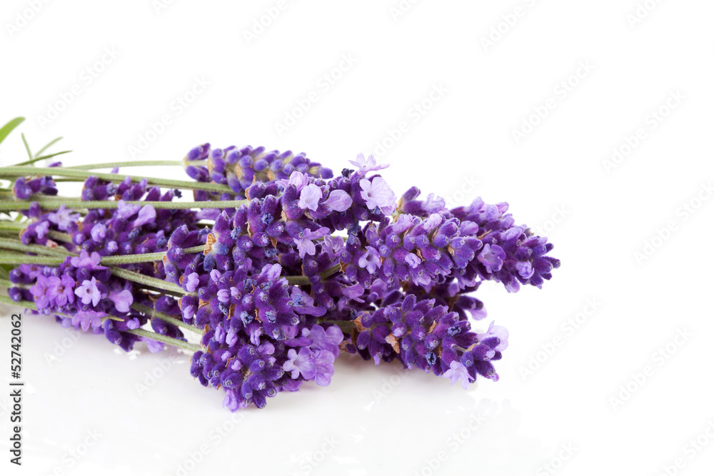 Bunch of picked lavende Bunch of picked lavende