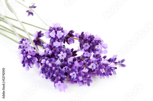 Fototapeta Naklejka Na Ścianę i Meble -  lavender flower in closeup