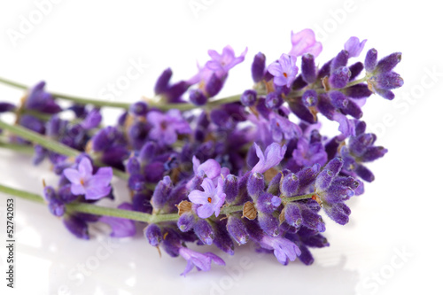 Fototapeta Naklejka Na Ścianę i Meble -  lavender flower in closeup
