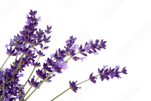 lavender flower in closeup