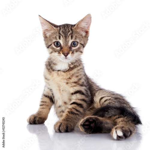 Striped not purebred kitten on a white background.