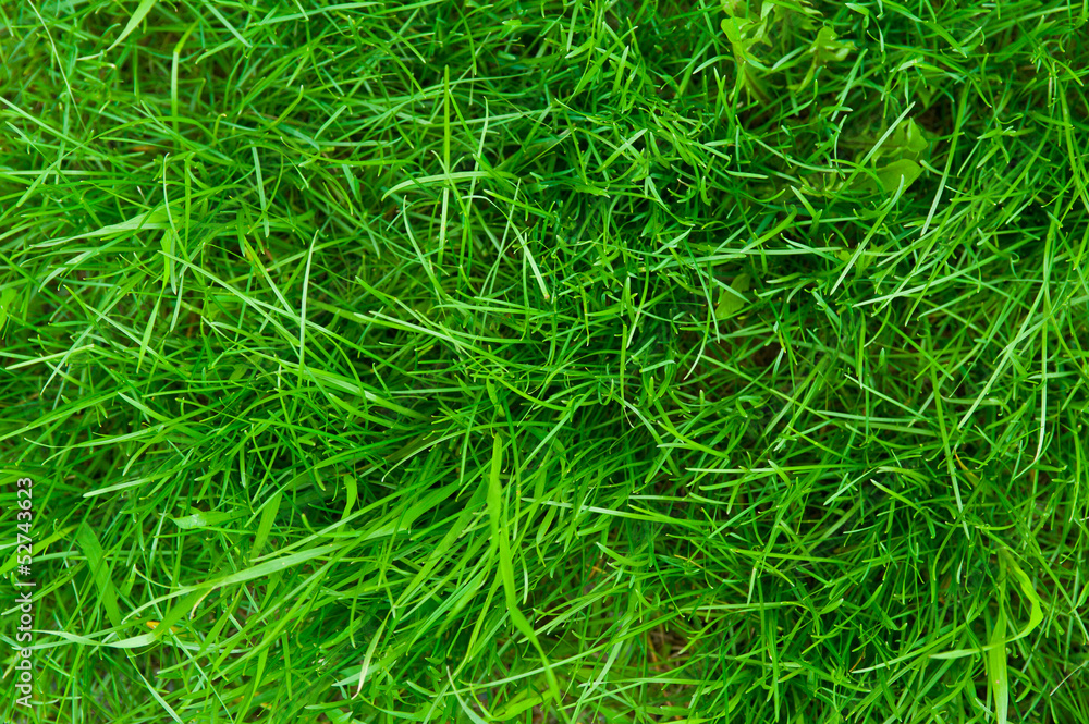 green grass background green grass background