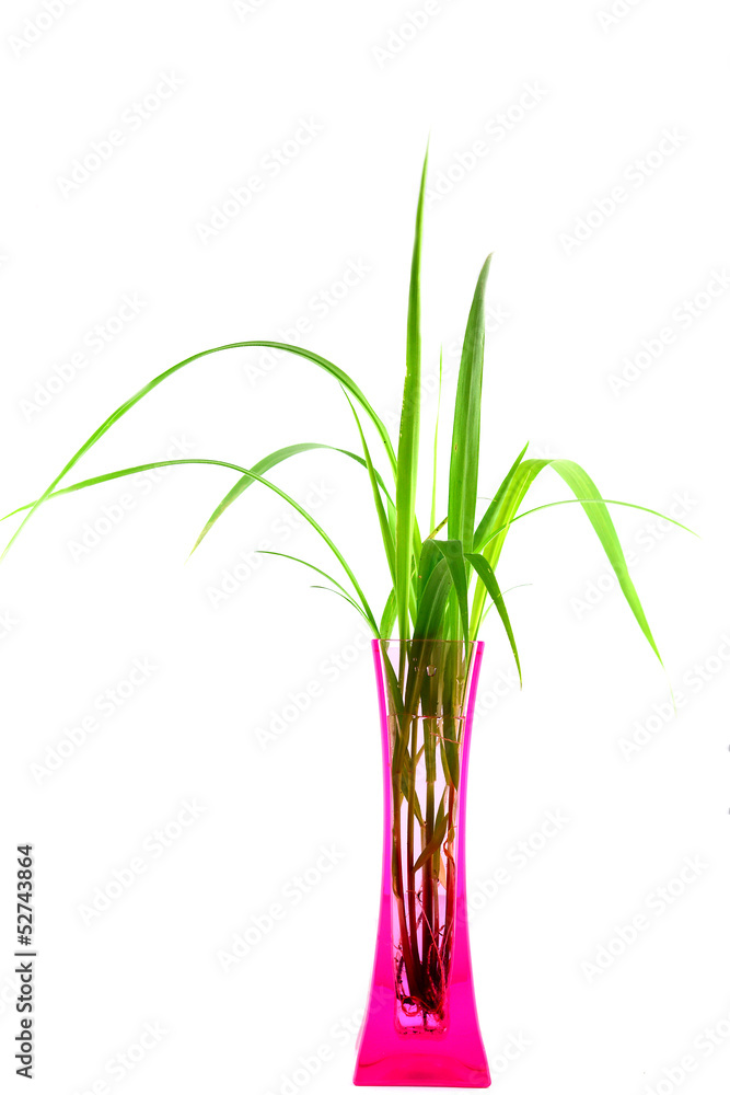 Plants in a pink vase isolated on white backgroung Plants in a pink vase isolated on white backgroung
