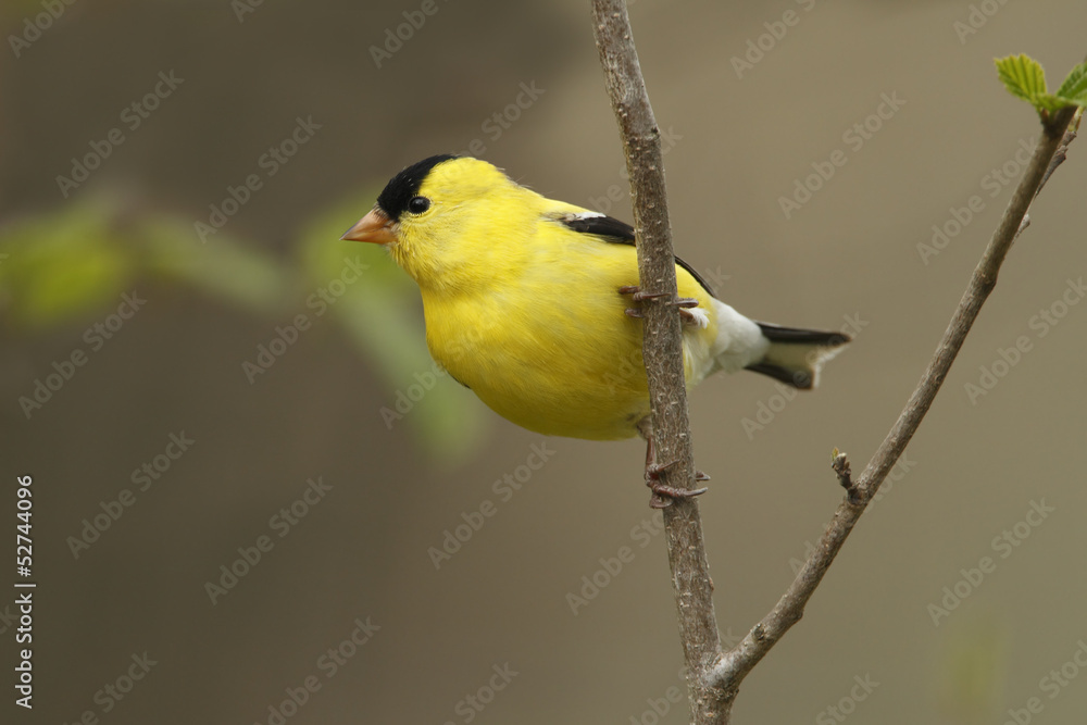 Fototapeta premium American Goldfinch in Spring - Ontario, Canada