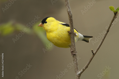 American Goldfinch in Spring - Ontario, Canada