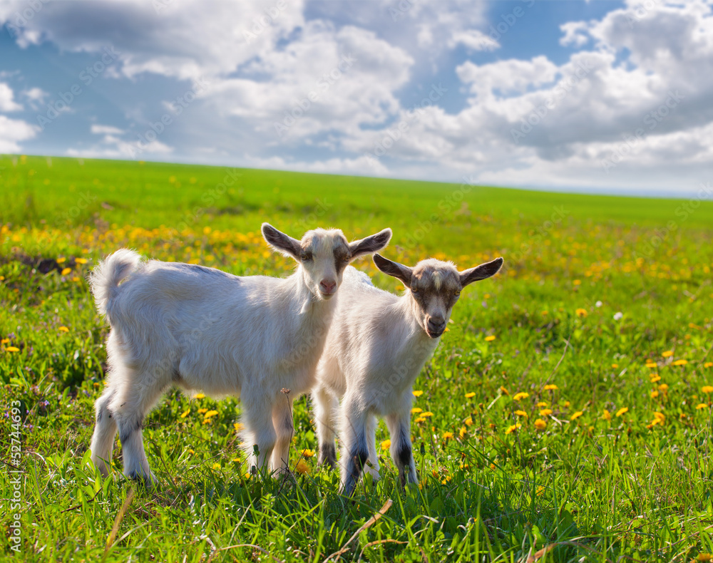 Obraz premium Two goats on a green lawn at summer
