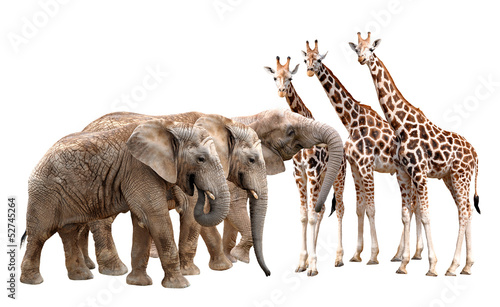 giraffes with elephants isolated on white