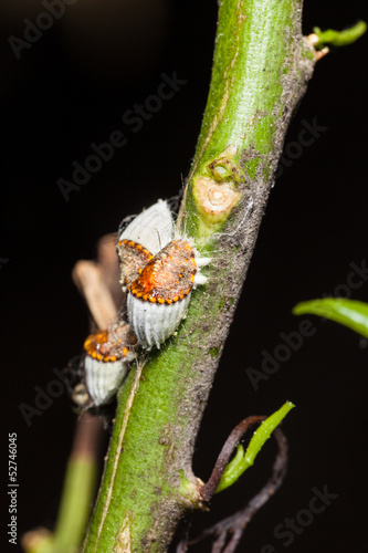 Scale insects photo