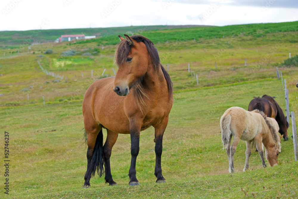 Icelandic Horse