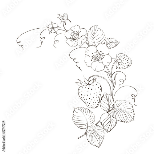 Strawberries isolated.