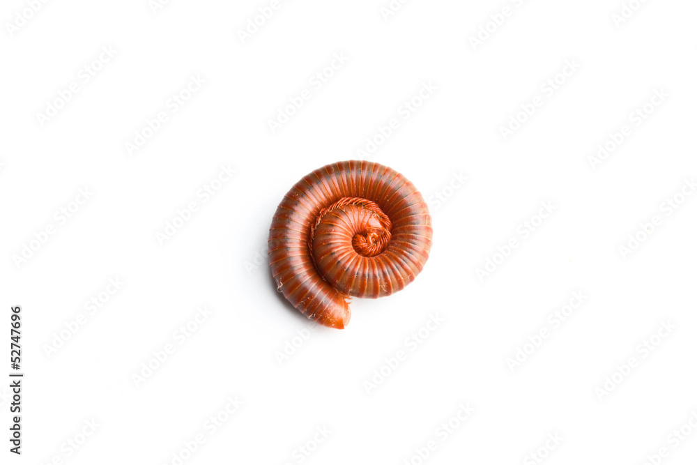 Millipede on the white background Millipede on the white background