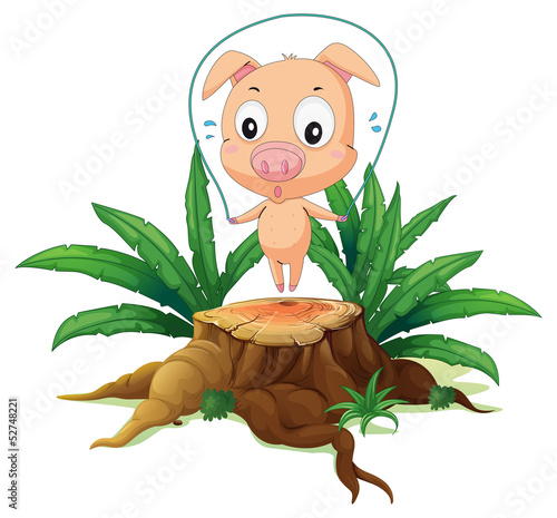 A female pig playing above the stump