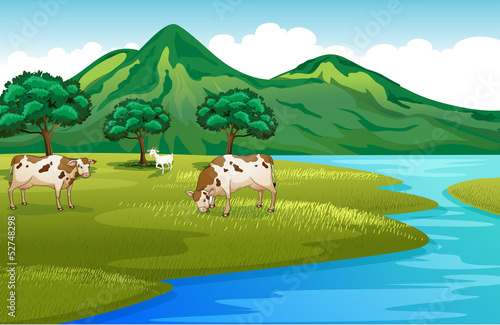 Cows and goat at the riverbank
