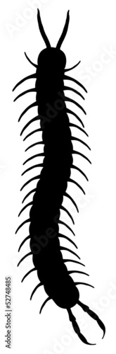 Photo A black centipede