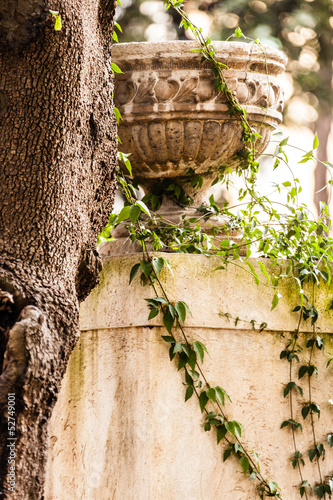 Vase with climbings photo