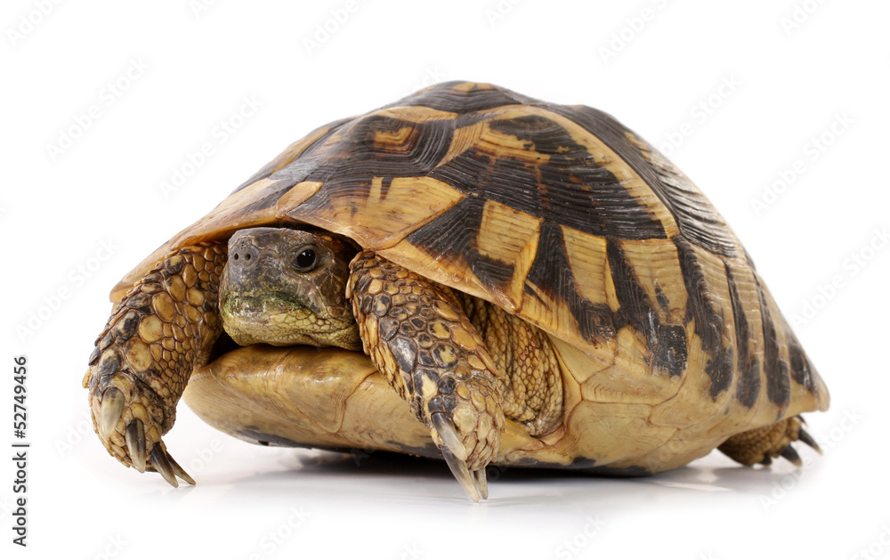 Fototapeta premium Turtle Testudo hermanni tortoise