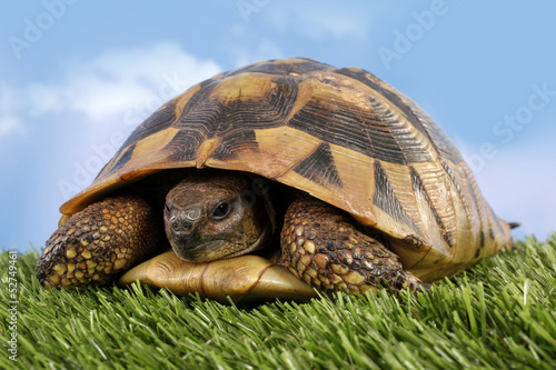 Turtle Testudo hermanni tortoise photo