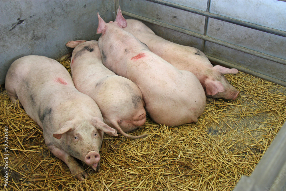 Four Pigs Laying on Straw in a Metal Pen. Four Pigs Laying on Straw in a Metal Pen.