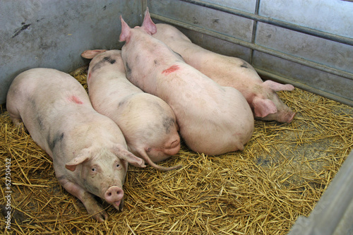 Four Pigs Laying on Straw in a Metal Pen.