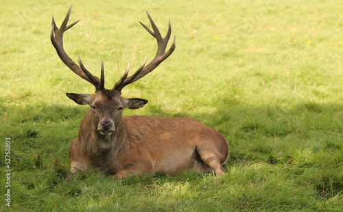 A Large Red Deer Sitting in the Shade of a Tree.