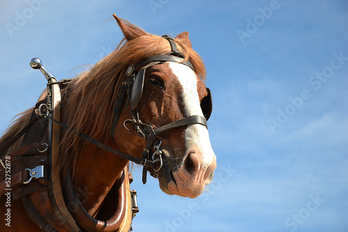 Portrait d'un cheval harnaché sous un ciel bleu