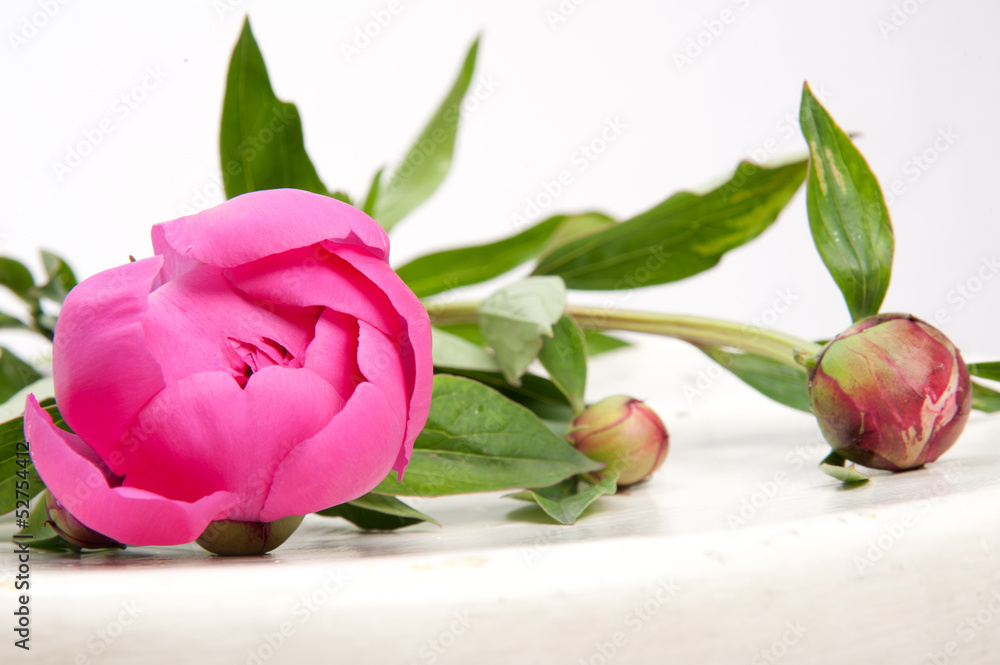 peony8 peony8