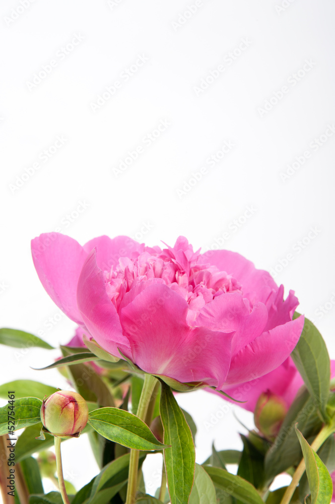 Fototapeta premium peony11