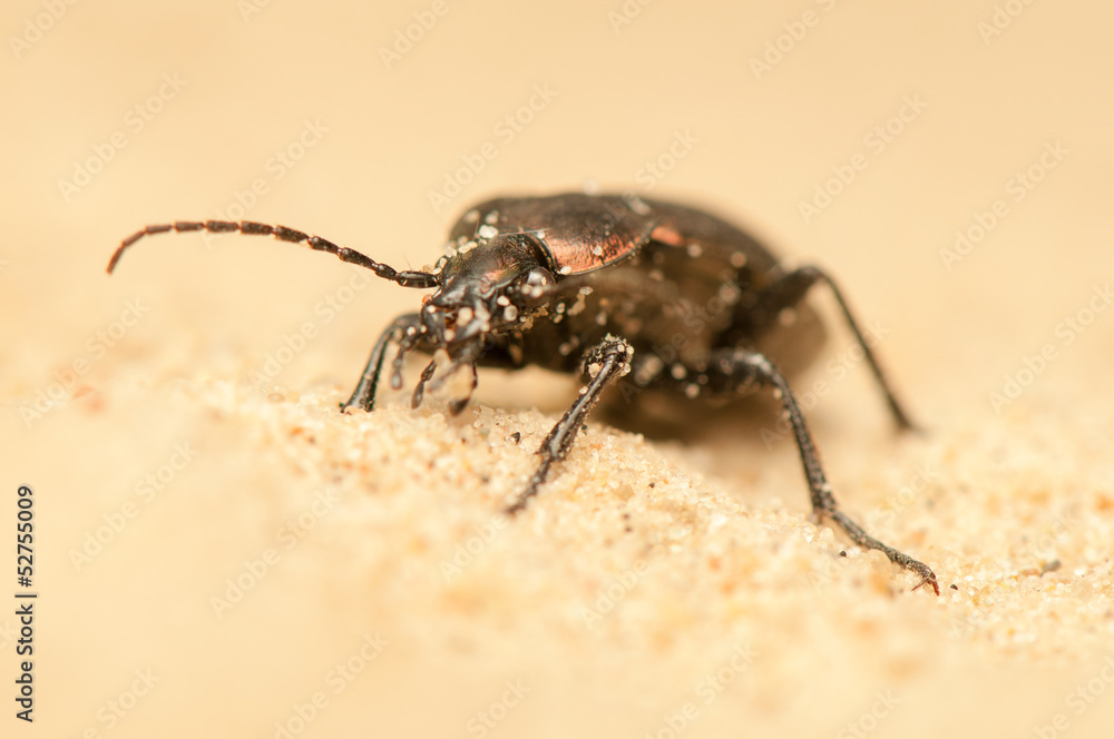 Carabus arcensis Carabus arcensis