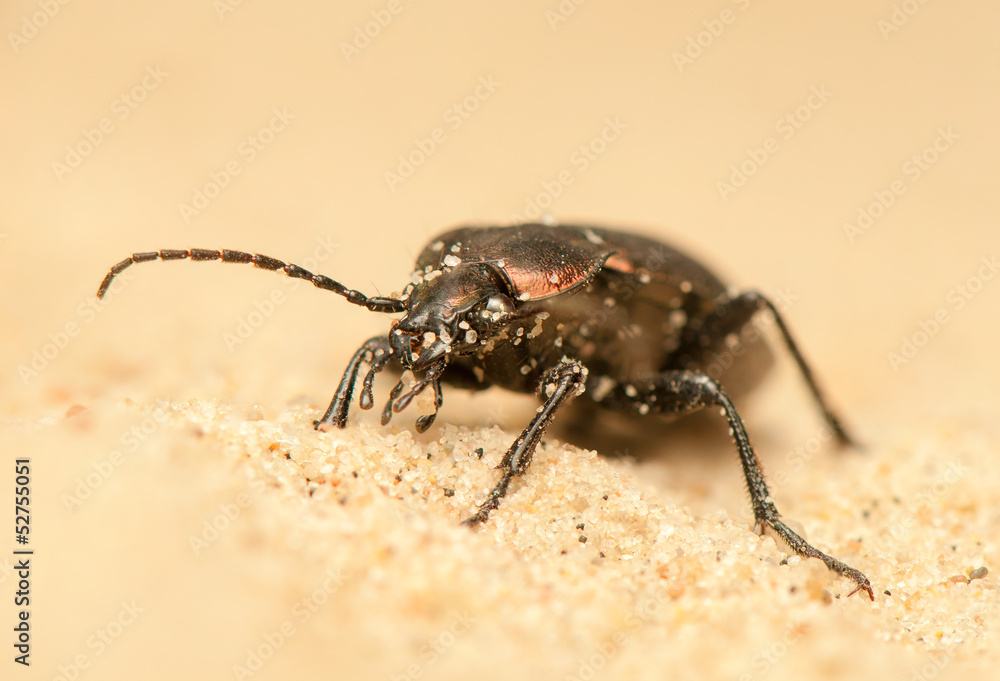 Carabus arcensis Carabus arcensis