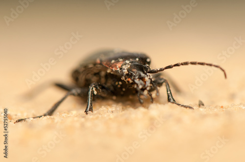 Carabus arcensis