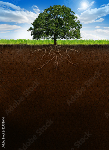 Tree with roots on cross-section ground
