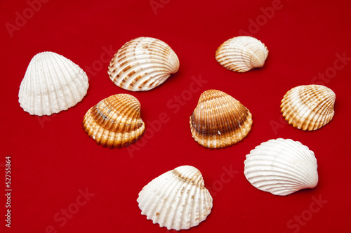 seashells © arnau2098