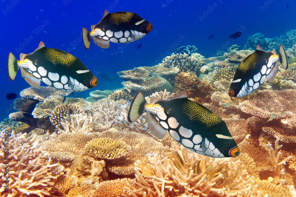 Fototapeta paczka tropikalnych ryb na rafie koralowej