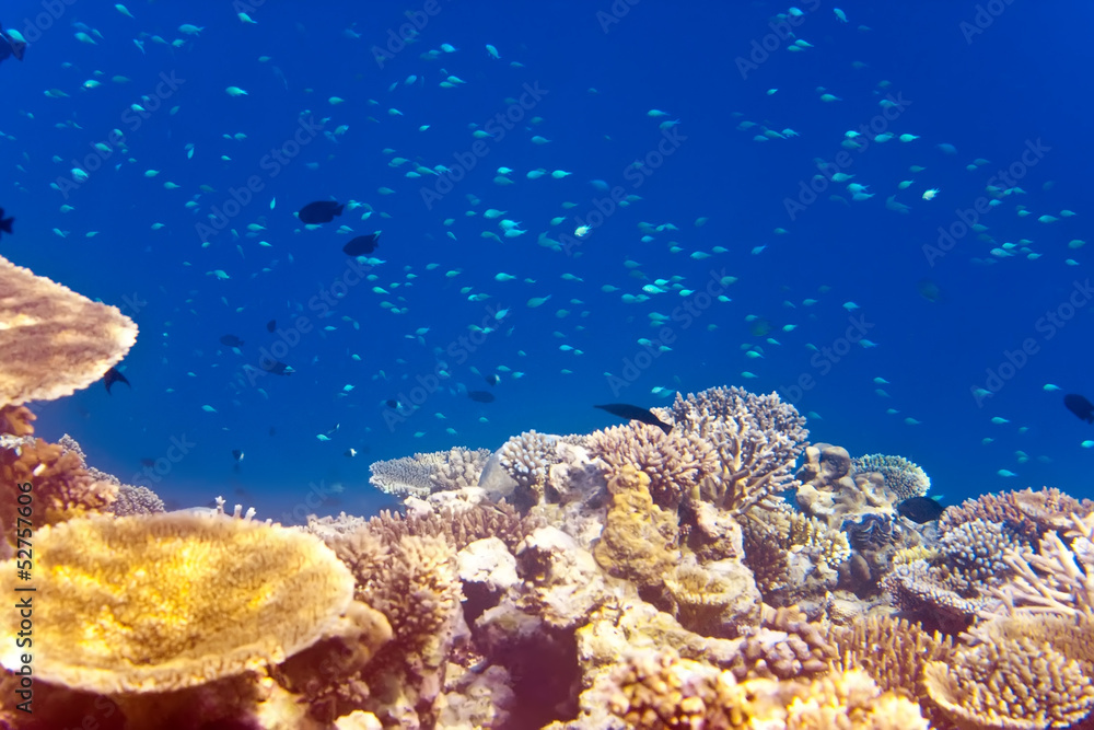 Fototapeta premium Big pack of tropical fishes over a coral reef
