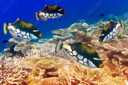 pack of tropical fishes over a coral reef