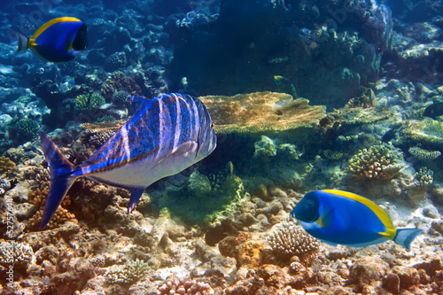 Powder blue tang and tuna in corals